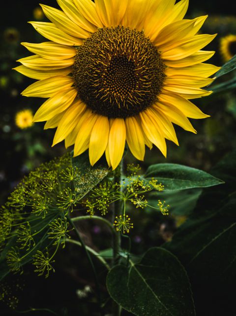 Sunflowers 2024, No. 4.jpg
