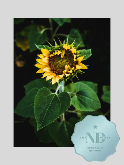 NDAwards_Sunflowers_2024.jpg