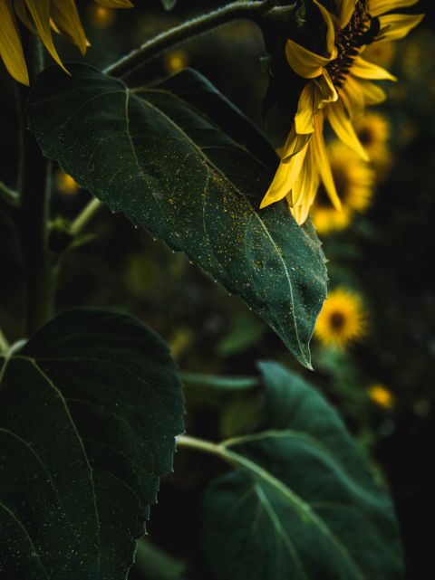 Sunflowers 2024 No 11.jpg